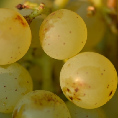 Silvaner Beeren 1